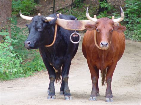 Oxen 2